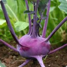 ORGANIC PURPLE VIENNA KOHLRABI SEEDS Brassica oleracea 125  Seeds for Planting