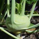 ORGANIC WHITE VIENNA KOHLRABI SEEDS Brassica oleracea 125 Seeds for Planting