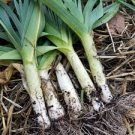 ORGANIC GIANT MUSSELBURG LEEK SEEDS Allium porrum 500 Seeds for Planting ORGANIC GIANT MUSSELBURG LEEK SEEDS Allium porrum 500 Seeds for Planting