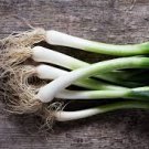 ORGANIC EVERGREEN WHITE BUNCHING ONION SEEDS Allium fistulosum 50 Seeds for Planting ORGANIC EVERGREEN WHITE BUNCHING ONION SEEDS Allium fistulosum 50 Seeds for Planting