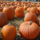 ORGANIC CONNECTICUT FIELD PUMPKIN SEEDS cucurbita pepo 10  Seeds for Planting