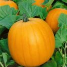 ORGANIC HOWDEN'S FIELD PUMPKIN PUMPKIN SEEDS Cucurbita pepo 10 Seeds for Planting
