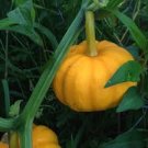 ORGANIC JACK BE LITTLE PUMPKIN SEEDS Cucurbita pepo 10  Seeds for Planting