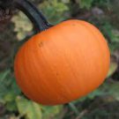 ORGANIC WEE BE LITTLE PUMPKIN SEEDS Cucurbita pepo  10 Seeds for Planting