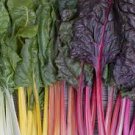 ORGANIC RAINBOW SWISS CHARD SEEDS Beta vulgaris cicla 100  Seeds for Planting