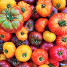 ORGANIC BIG RAINBOW HEIRLOOM TOMATO SEEDS Lycopersicon esculentum 25 Seeds for Planting