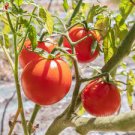 BONNY BEST HEIRLOOM TOMATO SEEDS Lycopersicon esculentum 25  Seeds for Planting