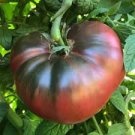 ORGANIC CHEROKEE PURPLE HEIRLOOM TOMATO SEEDS Lycopersicon esculentum 25 Seeds for Planting