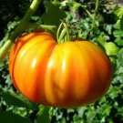 ORGANIC KELLOGG'S BREAKFAST HEIRLOOM TOMATO SEEDS Lycopersicon esculentum 25  Seeds for Planting