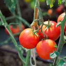 ORGANIC MONEYMAKER HEIRLOOM TOMATO SEEDS Lycopersicon esculentum 25 Seeds for Planting