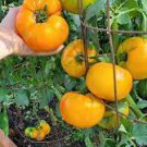 ORGANIC OLD GERMAN HEIRLOOM TOMATO SEEDS Lycopersicon esculentum 25 Seeds for Planting