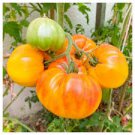 ORGANIC PINEAPPLE HEIRLOOM TOMATO SEEDS Lycopersicon esculentum 25 Seeds for Planting