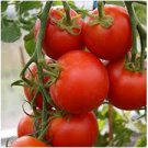 ORGANIC RED STUFFER HEIRLOOM TOMATO SEEDS Lycopersicon esculentum 25 Seeds for Planting