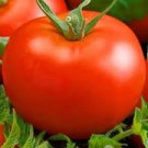 ORGANIC THESSALONIKI HEIRLOOM TOMATO SEEDS Lycopersicon esculentum 25  Seeds for Planting