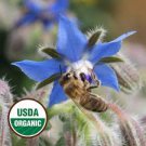 ORGANIC BORAGE SEEDS Borago officials 75 Seeds for Planting