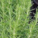 ORGANIC ROSEMARY SEEDS Rosmarinus officinalis 25 Seeds for Planting ORGANIC ROSEMARY SEEDS Rosmarinus officinalis 25 Seeds for Planting