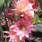 8 Pieces - German Empress Epiphyllum Orchid Cactus Cuttings - 6-7" Long. 8 Pieces - German Empress Epiphyllum Orchid Cactus Cuttings - 6-7" Long.