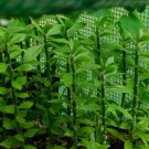 5x GIANT Pereskiopsis. 5" Cuttings. Grows 15 '+ And Thicker than Soda Can. HUGE 5x GIANT Pereskiopsis. 5" Cuttings. Grows 15 '+ And Thicker than Soda Can. HUGE