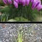 Purple Pampas Grass 4 Plugs