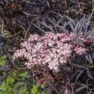 Black Lace Elderberry Cuttings