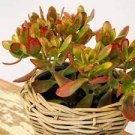 Beginner's Crassula Jade Collection 10 Different Cuttings Varieties + 2 FREE! Beginner's Crassula Jade Collection 10 Different Cuttings Varieties + 2 FREE!