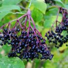 ELDERBERRY CUTTINGS SET OF 10 UNROOTED 6 TO 12 INCHES