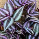 7wondering Jew plant cuttings and 1 snake plant cutting 7wondering Jew plant cuttings and 1 snake plant cutting