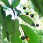 8+ Live Black cherry tree cuttings with instructions: Grow your own trees today!