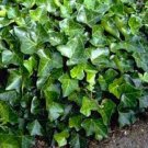 10 Fresh cuttings of Ivy, 8 inches long, no roots 10 Fresh cuttings of Ivy, 8 inches long, no roots