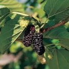 Illinois Everbearing Mulberry get fruit right away Live Plant Free shipping Illinois Everbearing Mulberry get fruit right away Live Plant Free shipping