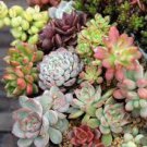 10 Assorted Succulent Cuttings Clippings for Dish Garden Terrariums Mini Fairy