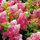 4 + 2 fresh unrooted cuttings of stunning Vanilla Strawberry Hydrangea bush tree 4 + 2 fresh unrooted cuttings of stunning Vanilla Strawberry Hydrangea bush tree