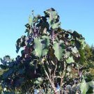 One Cutting of Perennial Purple Leaf Tree Collard / Kale (Fast Shipping) One Cutting of Perennial Purple Leaf Tree Collard / Kale (Fast Shipping)