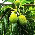 Breadfruit ( Artocarpus altilis ) tropical live fruit tree 12” - 24” Breadfruit ( Artocarpus altilis ) tropical live fruit tree 12” - 24”