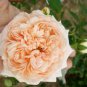 Charles de Nervaux rose, rare, UNROOTED, Fresh Cuttings 5-8" Long 3 Stems