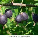 JOSTABERRY ORUS 8 GOOSEBERRY BUSH CUTTINGS SET OF 12 NOT ROOTED