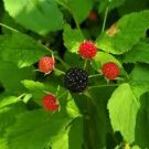12+ Cuttings Black Raspberry hardy perennial