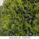 10 Cherry Laurel 6-8" Fresh Cuttings For Rooting Shrubs Hedges Trees