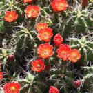 Echinocereus triglochidiatus Scarlet Hedgehog Cactus Colorado Native LIVE PLANT