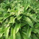 6 pcs Russian Comfrey Root Cuttings from Naturally Grown Organic Plants