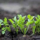 Live Plants - Vegetable - Fruit - Herb Plants - 30-45 days old, 3" to 6" tall