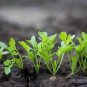 Live Plants - Vegetable - Fruit - Herb Plants - 30-45 days old, 3" to 6" tall