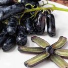 Avatar ? SEEDLESS GRAPE VINE- 5 unrooted cuttings for rooting or grafting Avatar ? SEEDLESS GRAPE VINE- 5 unrooted cuttings for rooting or grafting