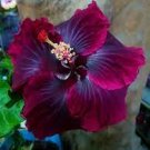 Rare hibiscus Black Dragon 3 fresh Unrooted Cuttings