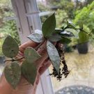 BUNDLE #2 (10) Hoya Fresh Unrooted Cutting rare house plant cut nodes node