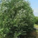 5 Austree Hybrid Willow Tree Cuttings Fastest Growing Tree Great for Privacy