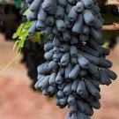 LADYFINGER SEEDLESS GRAPE VINE- 5 unrooted cuttings for rooting or grafting