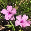5 PINK MEXICAN PETUNIA~RUELLIA BRITTONIANA PERENNIAL WELL ROOTED PLUG SIZE PLANT 5 PINK MEXICAN PETUNIA~RUELLIA BRITTONIANA PERENNIAL WELL ROOTED PLUG SIZE PLANT