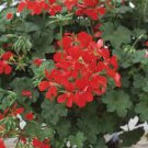 VIVID RED PELARGONIUM PELTATUM IVY GERANIUM LIVE PLANT 3 X 6" STARTER CUTTINGS VIVID RED PELARGONIUM PELTATUM IVY GERANIUM LIVE PLANT 3 X 6" STARTER CUTTINGS