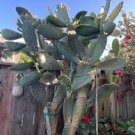 OPUNTIA FICUS-INDICA "INDIAN FIG" CACTUS 6 PAD CUTTINGS 6 to 8 INCHES EACH